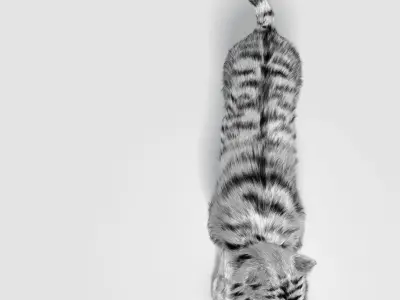 Siberian White Tiger v1 Low-poly 3D model