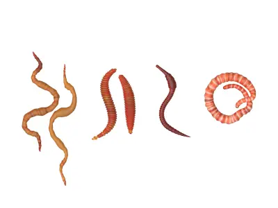 Worm Set Collection Low-poly 3D model