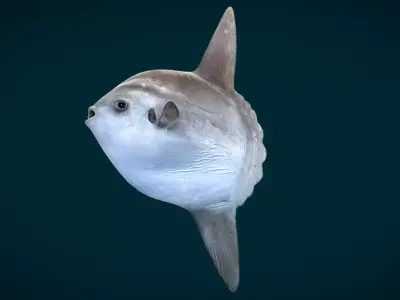 Sunfish Animated Low-poly 3D model