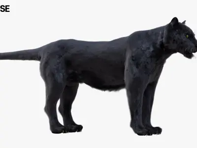 Panther Fur (Rigged) 3D model
