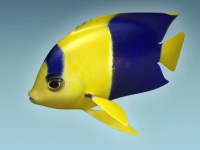 Anglefish 6 angelfish 3D model