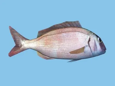 Pagar - Pagrus Pagrus Low-poly 3D model