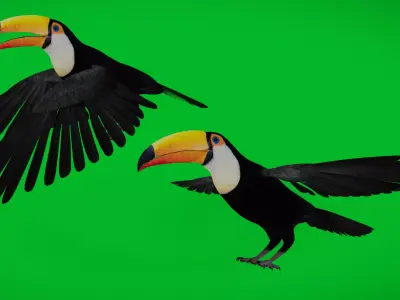 Toucan Bird Low-poly 3D model