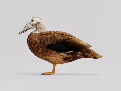 Laysan Teal Duck Bird 3D model