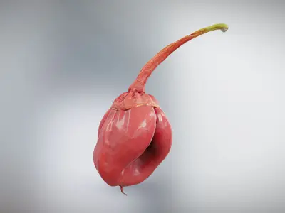  7 Pot Bubblegum Pepper or Capiscum chinense or BBG7 Low-poly 3D model