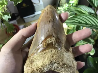 Megalodon shark fossil Free low-poly 3D model