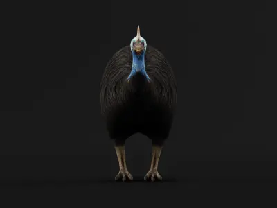 Australian Cassowary Bird  Low-poly 3D model