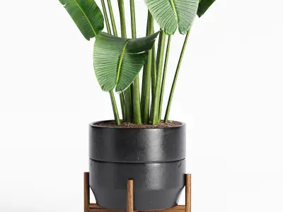 Indoor Plants 23-Bird of paradise 3D model