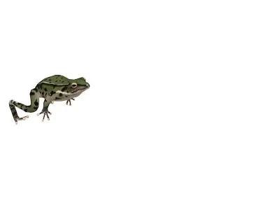 animated frog  Low-poly 3D model