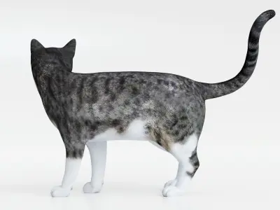 Realistic Cat tabby Low-poly 3D model