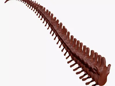 Dinosaur Giganotosaurus Tail Set Skeletons 3D model