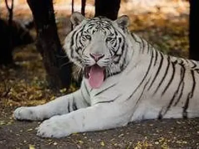 White Tiger RIGGED ANIMATED 3D model