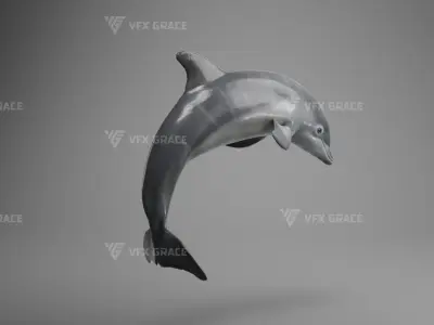 Bottlenose Dolphins Young Animation - VFX Grace 3D model