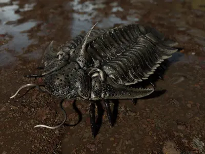 Trilobite 05 - Hoplolichas Furcifer Low-poly 3D model