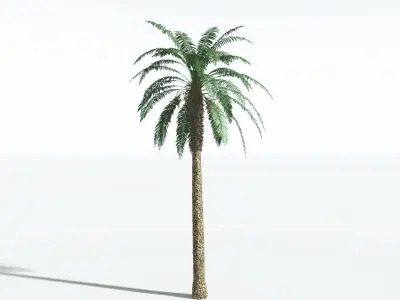 EVERYPlant Date Palm 4 --16 Models-- 3D model