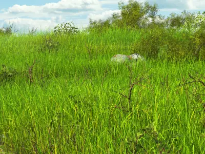 Path Meadow Landscape 3D model