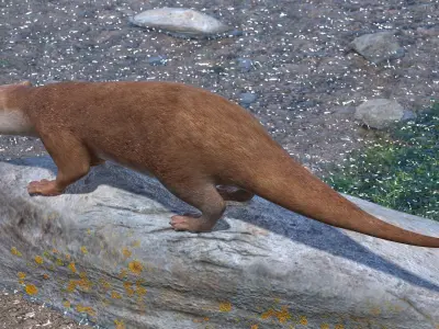 North American River Otter Rigged for Maya 3D model