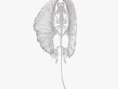 stingray fish bone Low-poly 3D model