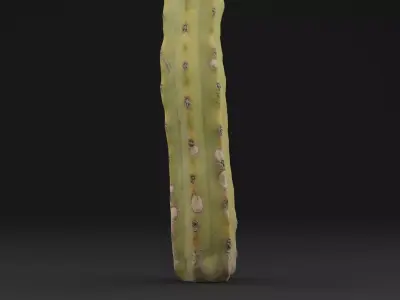 Cactus Plant Low-poly 3D model
