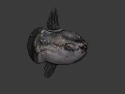 Ocean Sunfish  Low-poly 3D model