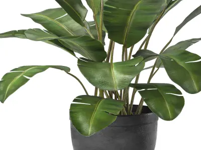 plant collection 5 two potted plants 3D model