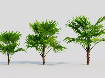 Chuniophoenix hainanensis a 3D model