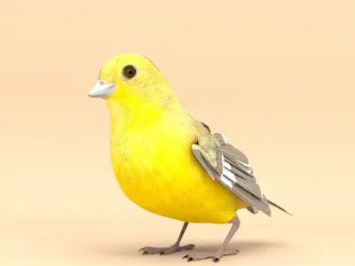 3D Bird Pack Lesser Goldfinch Male and Female Low-poly 3D model Low-poly 3D model