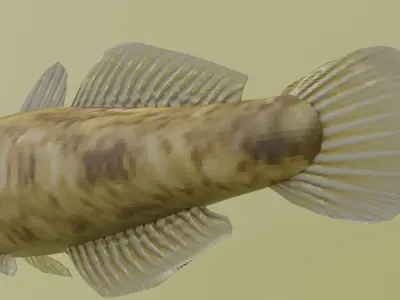 bullhead fish Low-poly 3D model