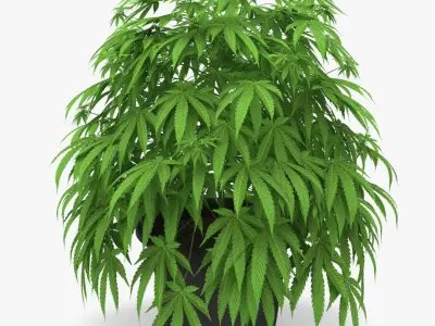 Cannabis Plant in a Pot 3D model
