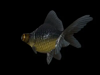 FISH-005 Goldfish 3D model