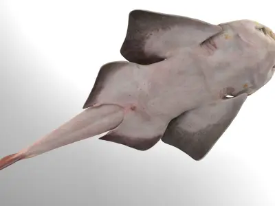 Japanese Angelshark 3D model