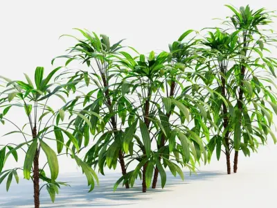 Chuniophoenix humilis a 3D model