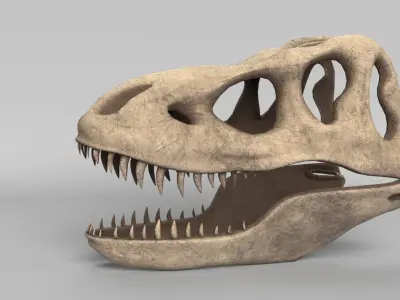 Tyrannosaurus Rex Skull 3D model