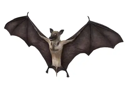 Bat bird rigged 3d model Low-poly 3D model