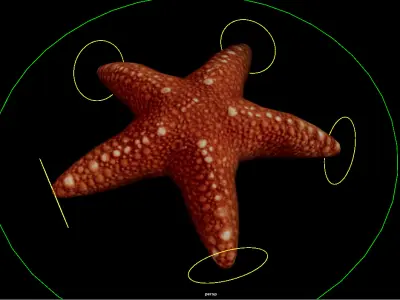 Jelly Fish Rig - Star Fish Rig  Low-poly 3D model