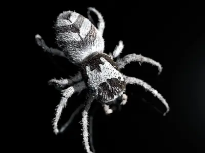 European Zebra jumping spider-Highpolygon 3D model fullsize  3D model