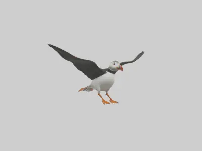Puffin flying model Low-poly 3D model
