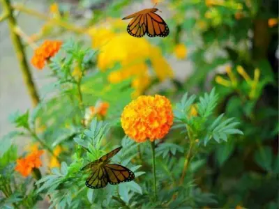 Butterfly Animation Model Low-poly 3D model