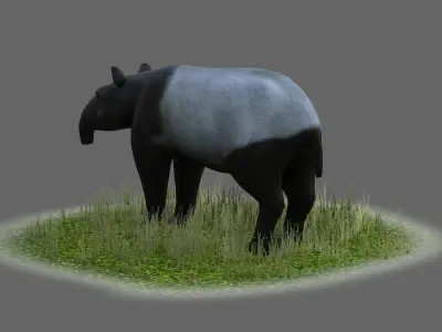 Lowland tapir Tapirus terrestris South tapir 3D model