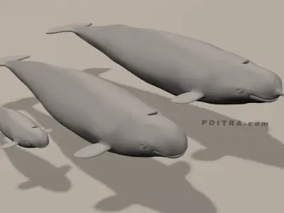 Narwhal Whales Family - Monodon Monoceros - Male Female Calf -  3D model