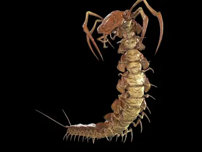 Centipede Low-poly 3D model