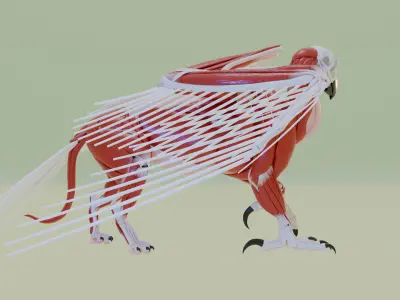 gryphon anatomy 3D model