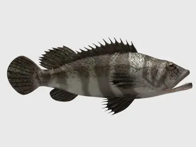 Grouper Epinephelussp Rockfish Low-poly 3D model