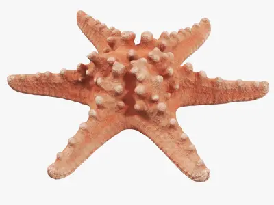 Starfish 01 3D model