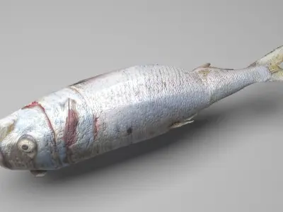 Dead Fish 3D model