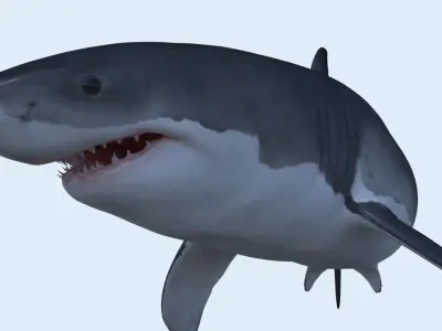 Great white shark rigged and animated for Cinema 4d  Low-poly 3D model