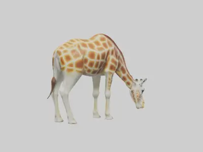 Camelopardalis Giraffe grazing model Low-poly 3D model