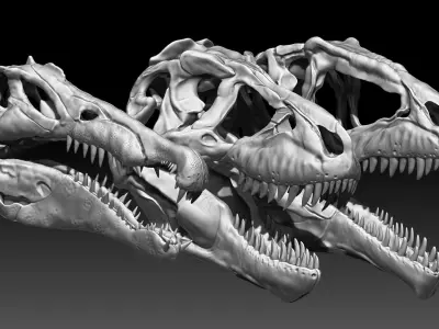 Dinosaur Spinosrs  Tyrannosaurus Giganotosaurus Skull Skeletons  3D model