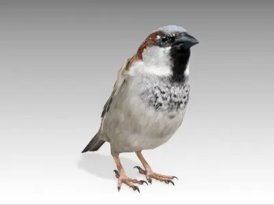 Sparrow flying in air Low-poly 3D model