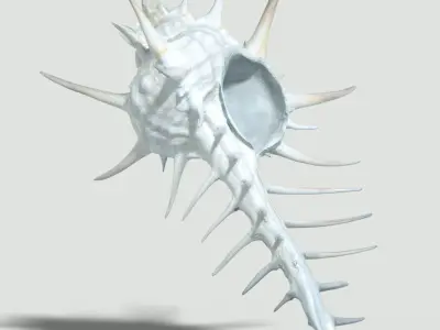 6 Sea Shell Collection Photorealistic Low-poly 3D model